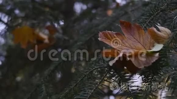 枞树近枝近枝近枝复叶干落叶视频