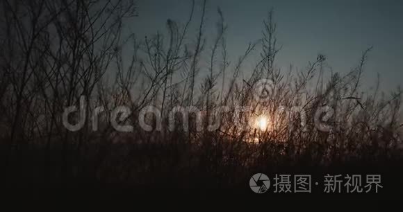 小草在夕阳下慢慢地荡漾视频