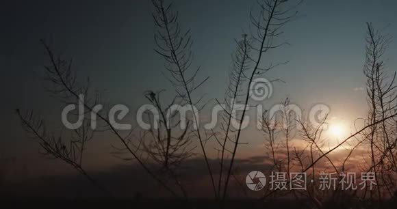 小草在夕阳下慢慢地荡漾视频