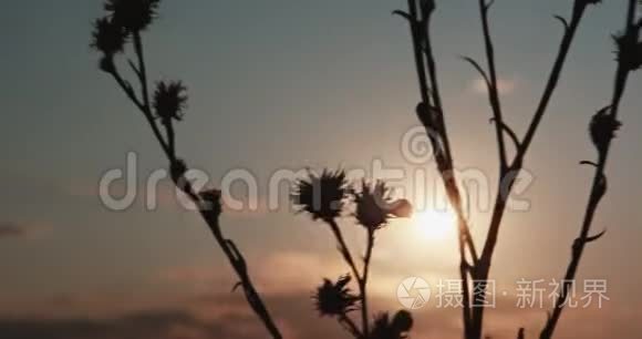 小草在夕阳下慢慢地荡漾视频