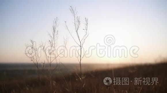 小草在夕阳下慢慢地荡漾视频