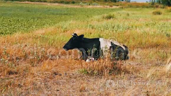黑白两色的牛躺在地上嚼草视频