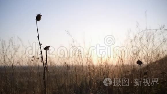 小草在夕阳下慢慢地荡漾视频