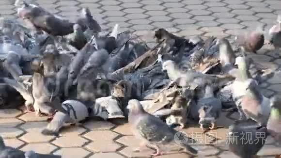 城市野鸽子在人行道上觅食视频