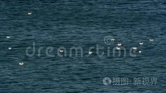 海鸥在太平洋的水中游泳视频