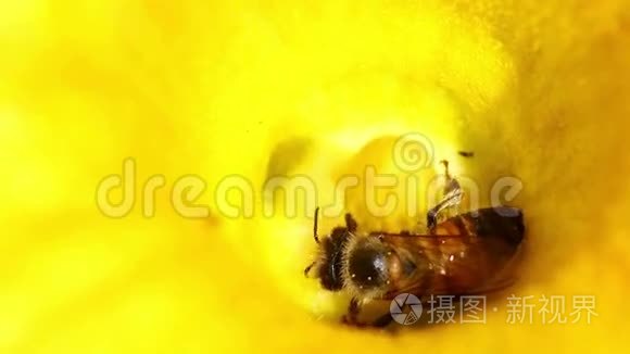 南瓜花上的蜜蜂视频