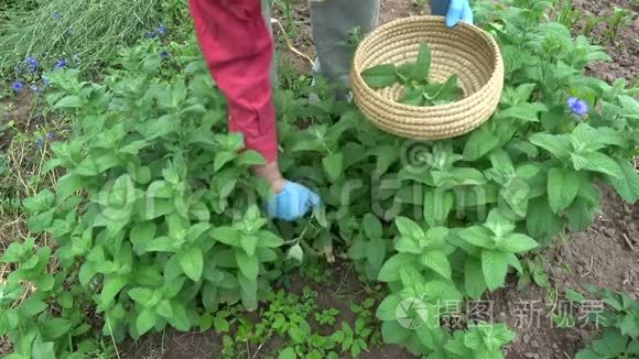 园丁草药采摘新鲜的药用薄荷植物