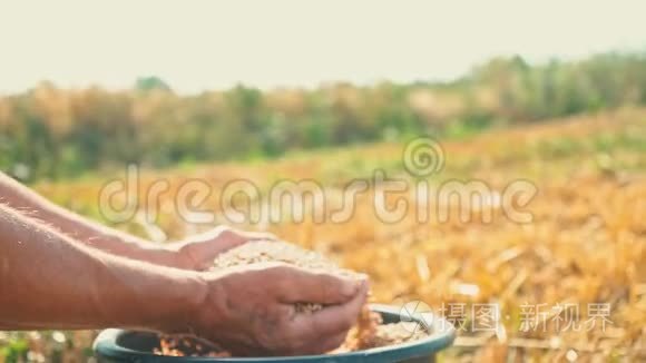 在阳光下农民手中的粮食，小麦是从地里人的手指里倒出来的