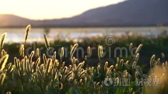 风中日落时的野草