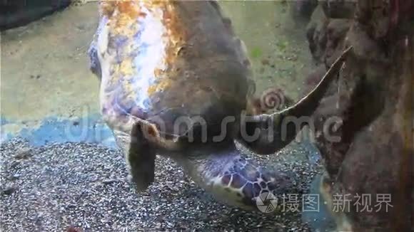 海洋馆有贝壳的大型海龟视频