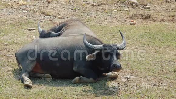 亚洲水牛在梯田山上休息
