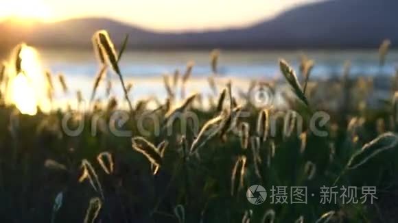 风中日落时的野草