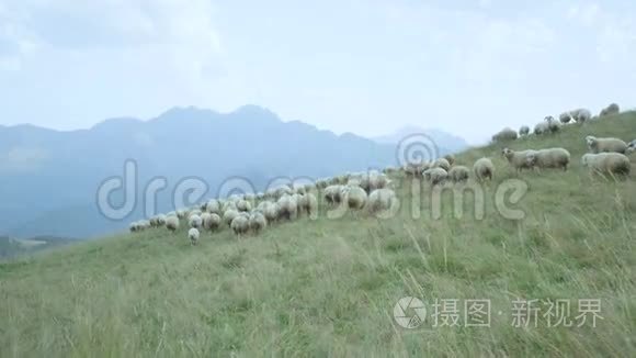 高山绿草甸上的白羊草视频