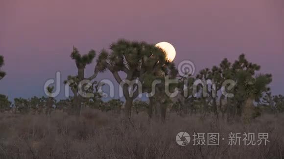 夕阳月亮升起约书亚树视频