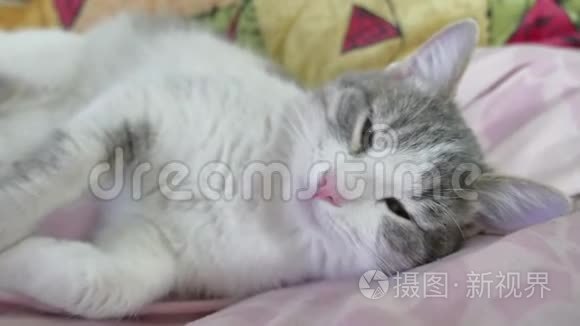 可爱的猫白灰色小猫睡在白色的床上。 猫摇摇头