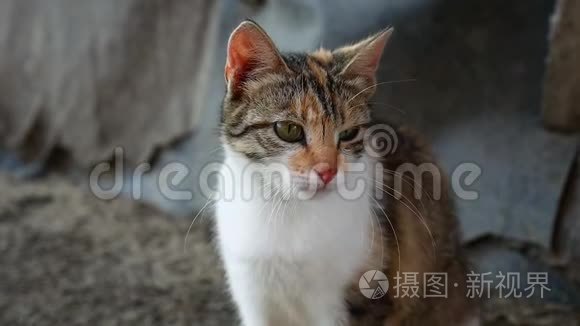 猫舔坐在户外的夏天温暖视频