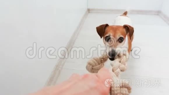 可爱的小狗抢了一个玩具视频
