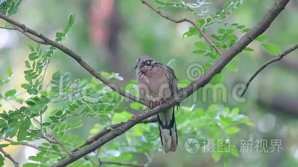 泰国美丽的鸟类视频