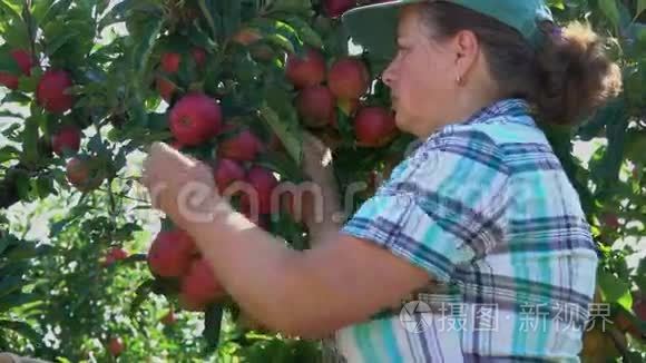 女人收集成熟苹果的收获视频