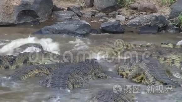 河中的鳄鱼视频