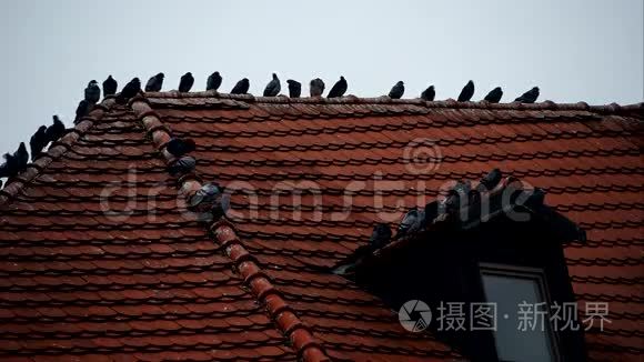 鸽子靠近屋顶视频