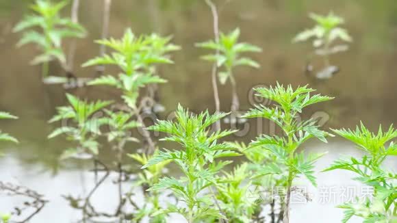 沼泽里的绿色植物视频