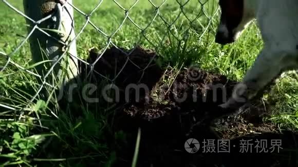 狗种杰克罗素猎犬挖了个洞。 犬种杰克拉斯挖洞