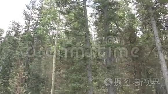 美国西南部亚利桑那州的山林视频