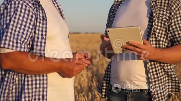 农民和商人与平板电脑作为一个团队在实地工作。 农学家和农民手里拿着一粒小麦