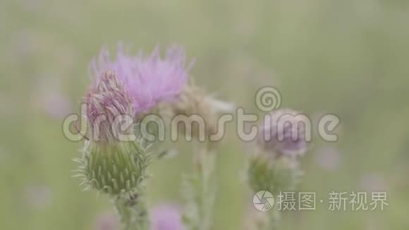 紫色植物在田间接近。 蓟的美丽丁香花.. 粉红色的花，特写背景。