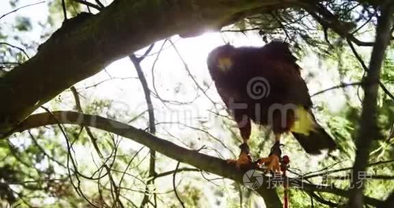 鹰鹰栖息在树枝上