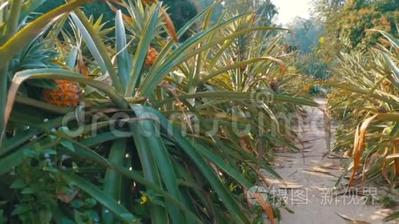 泰国季节性农场菠萝种植视频