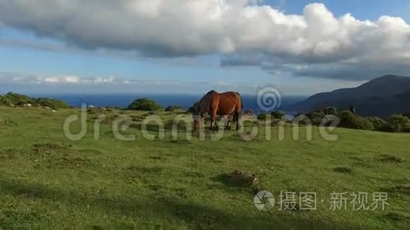 石化森林里的野马视频