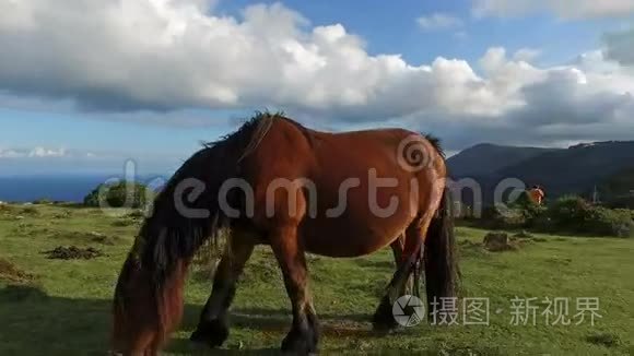 石化森林里的野马视频