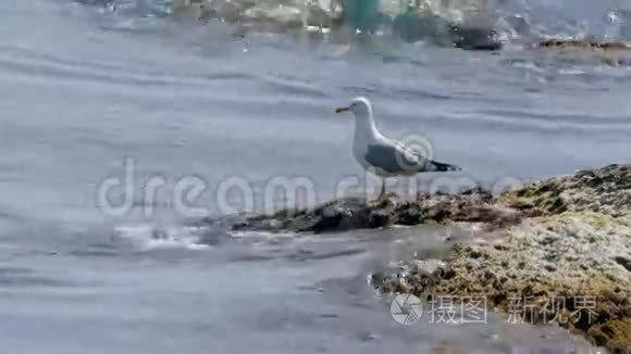 海鸥坐在海水前的海藻岩上视频