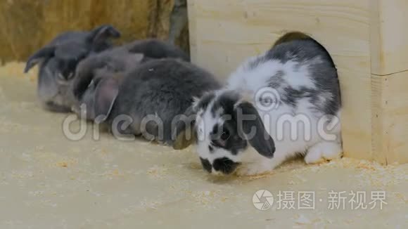 一群兔子坐在白色木栅栏附近