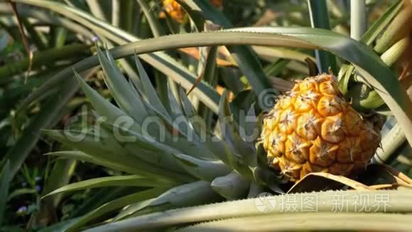 泰国季节性农场菠萝种植视频