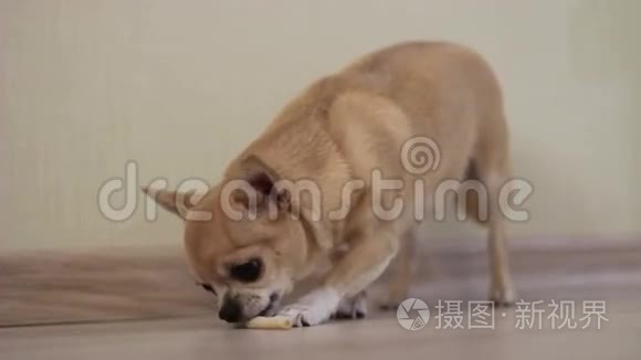 奇瓦瓦狗吃甜视频