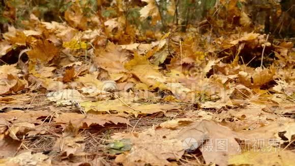 落叶在地上。 秋天的白天。 向左平稳的多莉射击