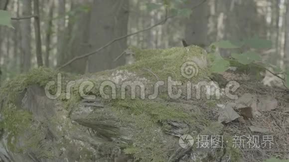 莫斯洛克。 雾蒙蒙的森林里有苔藓和树木的大石头，背景。 绿色苔藓背景纹理美丽的自然