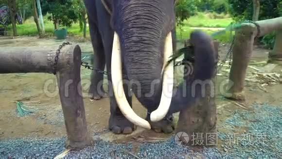 大象与獠牙吃草