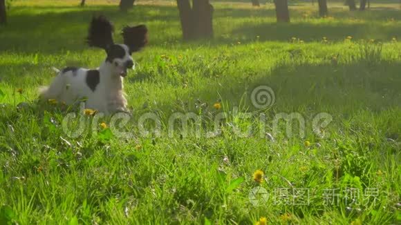 英国可卡猎犬正在公园里奔跑视频