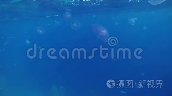 水母在深蓝色的大海里视频