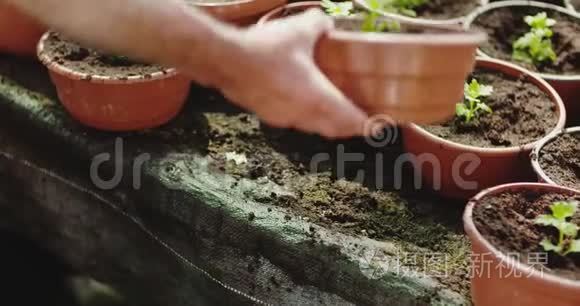 夏季田间种植盆栽植物视频