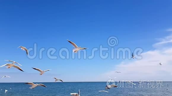 海鸥在天空中缓慢地捕捉食物
