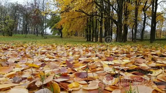 秋天公园的草地上长满了落叶视频