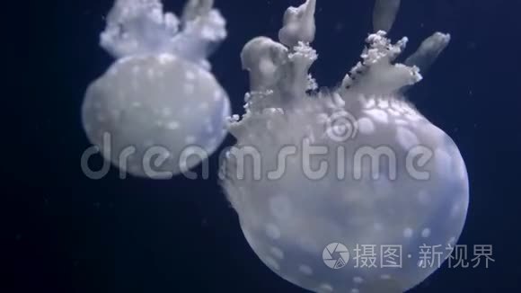 黑暗背景下水族馆里的水母视频