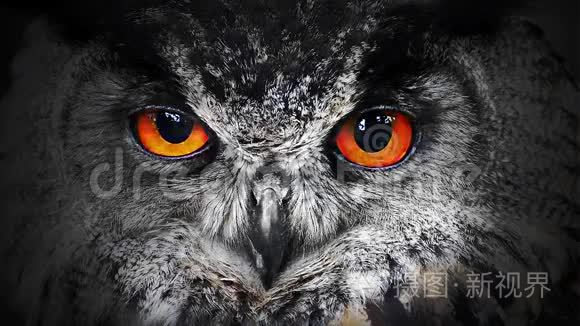 野兽眼睛视频素材