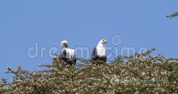 非洲鱼鹰，戟天，在树顶唱歌，肯尼亚奈瓦沙湖，