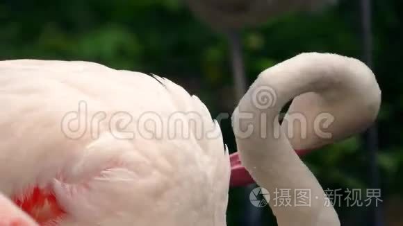 火烈鸟用弯曲的脖子打扮视频
